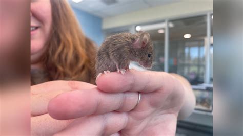 MSPCA to waive adoption fees for mice after more than 500 mice surrendered from Mass. home